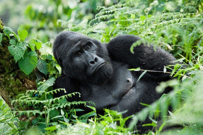 07-Days Murchison Falls, Queen Elizabeth & Gorillas Safari - Quick hits: what makes this safari work so well
