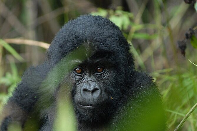 07-Days Murchison Falls, Queen Elizabeth & Gorillas Safari - A 7-day highlights circuit: Murchison Falls to Bwindi and back to Entebbe