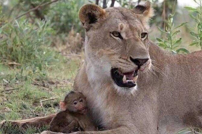 07-Days Murchison Falls, Queen Elizabeth & Gorillas Safari - Days 3-4: Queen Elizabeth National Park game drives, plus Kazinga Channel cruising
