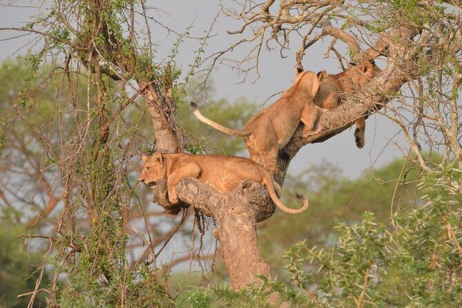 07-Days Murchison Falls, Queen Elizabeth & Gorillas Safari - Day 5: Kigezi Highlands into Bwindi, with optional chimps and tree-climbing lions