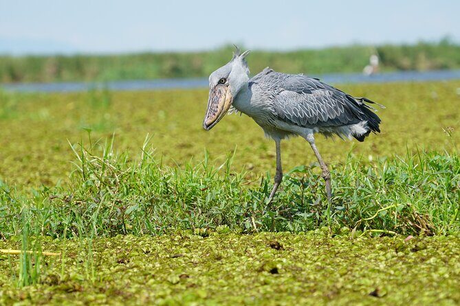 1/2 Mabamba Swamp Shoebill Tour - Key highlights you’ll care about