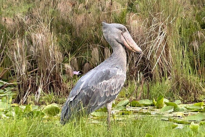 1/2 Mabamba Swamp Shoebill Tour - Why Mabamba Swamp is the shoebill target in Uganda