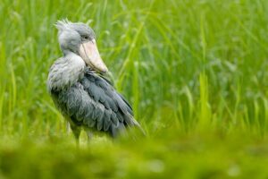 1/2 Mabamba Swamp Shoebill Tour - The boat ride: what two hours on the swamp really feels like