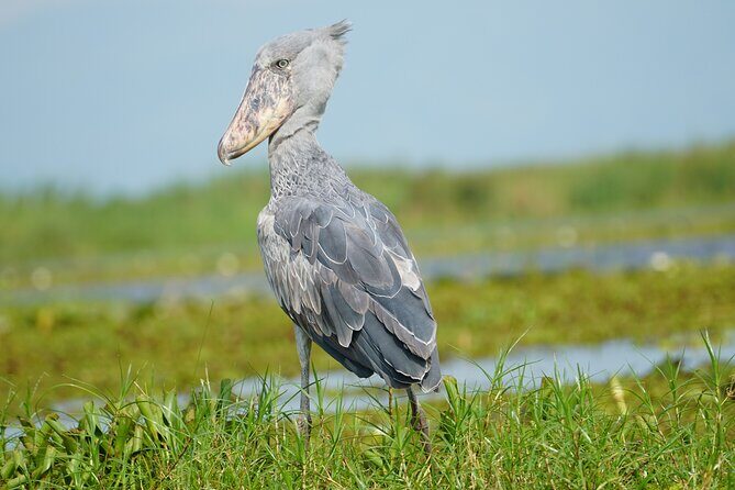 1/2 Mabamba Swamp Shoebill Tour - Guides who are from the swamp, not just tourists with binoculars