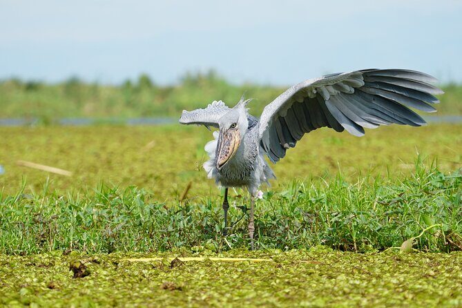 1/2 Mabamba Swamp Shoebill Tour - What to bring and how to watch for a shoebill stork