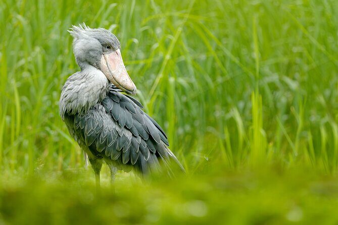 1/2 Mabamba Swamp Shoebill Tour - The boat ride: what two hours on the swamp really feels like