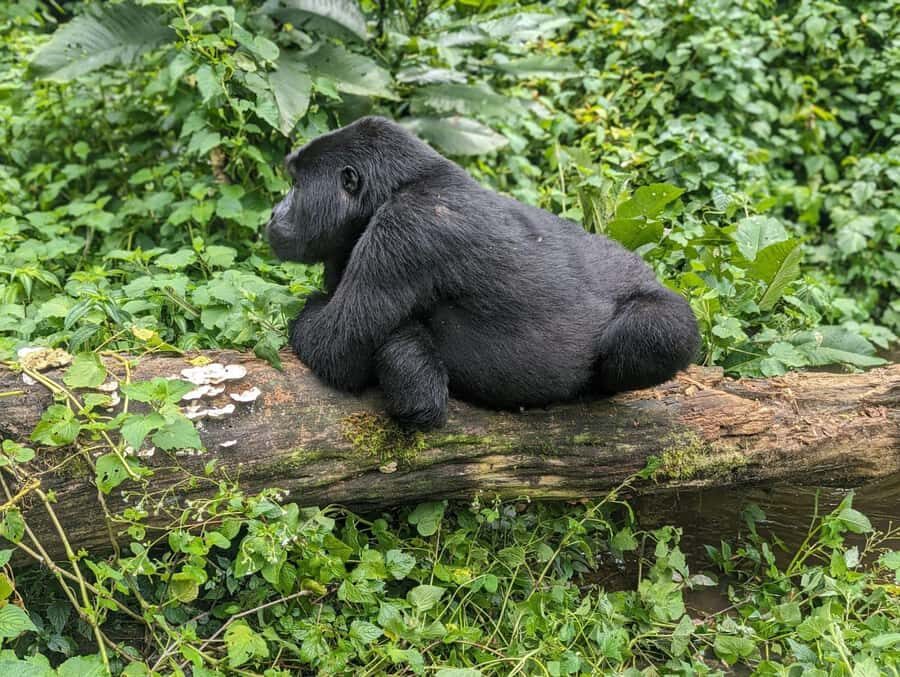 1 Day Gorilla Tour in Bwindi from Kigali - Key Things That Make This Gorilla Day Trip Work