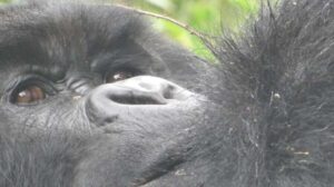 1 Day Gorilla Tour in Bwindi from Kigali - Crossing Into Uganda and Getting to the Trailhead Smoothly