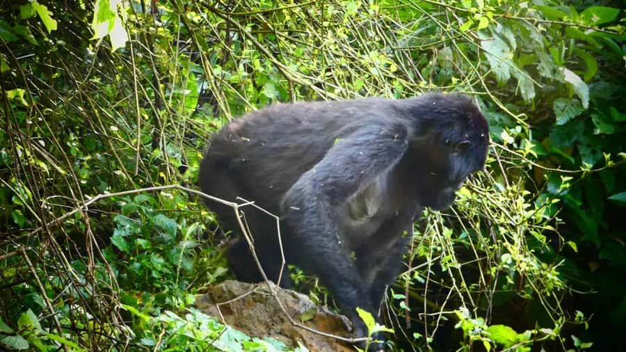 1 Day Gorilla Tour in Bwindi from Kigali - Park Briefing at Bwindi HQ: Follow the Rules, Keep the Encounter Safe