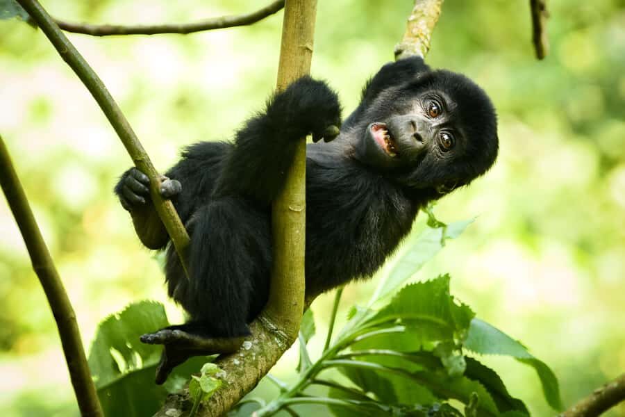 1 Day Gorilla Tour in Bwindi from Kigali - Return Drive to Kigali: Plan for a Late Finish