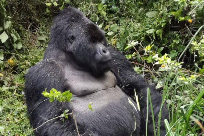 1 Day Gorilla Trekking Mgahinga Gorilla NP & Lake Bunyonyi - Key things that make this 1-day gorilla day work