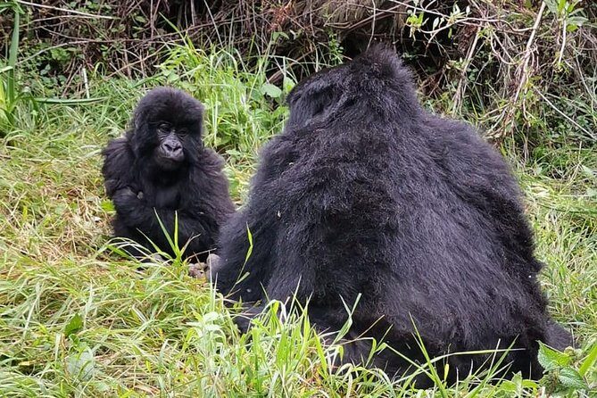 1 Day Gorilla Trekking Mgahinga Gorilla NP & Lake Bunyonyi - Gorilla trekking in Mgahinga or Bwindi: what you’re really signing up for