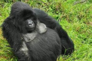 1 Day Gorilla Trekking Mgahinga Gorilla NP & Lake Bunyonyi - The trek itself: what “moderate” means on the ground