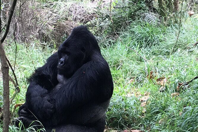 1 Day Gorilla Trekking Mgahinga Gorilla NP & Lake Bunyonyi - Lake Bunyonyi: how it fits into a gorilla day