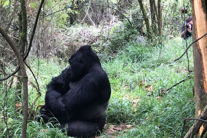 1 Day Gorilla Trekking Mgahinga Gorilla NP & Lake Bunyonyi - Included vs. not included: where value really comes from
