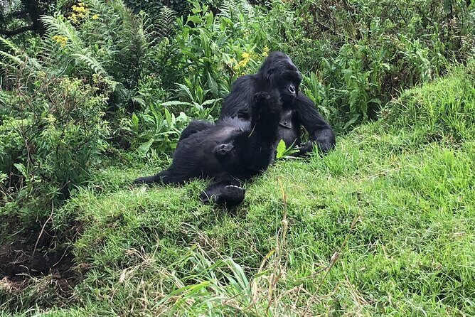 1 Day Gorilla Trekking Mgahinga Gorilla NP & Lake Bunyonyi - Guides and communication: the human side of a hard day
