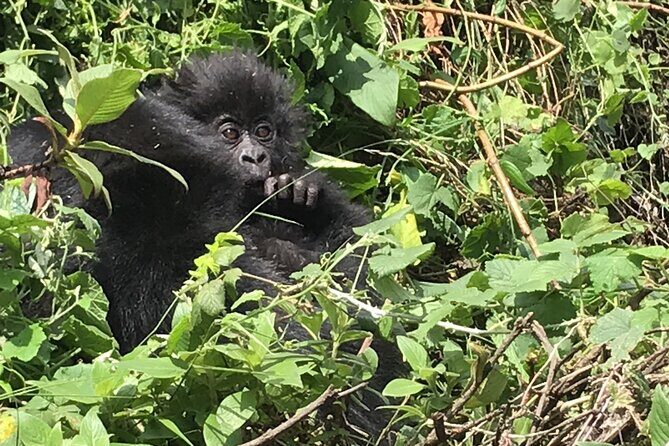 1 Day Gorilla Trekking Mgahinga Gorilla NP & Lake Bunyonyi - Who should book this 1-day gorilla trek?