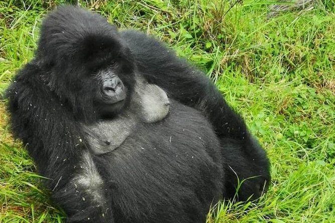 1 Day Gorilla Trekking Mgahinga Gorilla NP & Lake Bunyonyi - The trek itself: what “moderate” means on the ground
