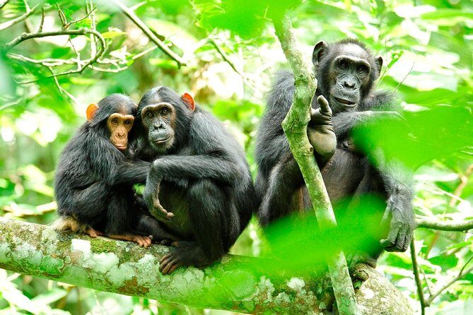 1 Day Kibale National Park - Quick hits: what matters in Kibale for your one-day trip