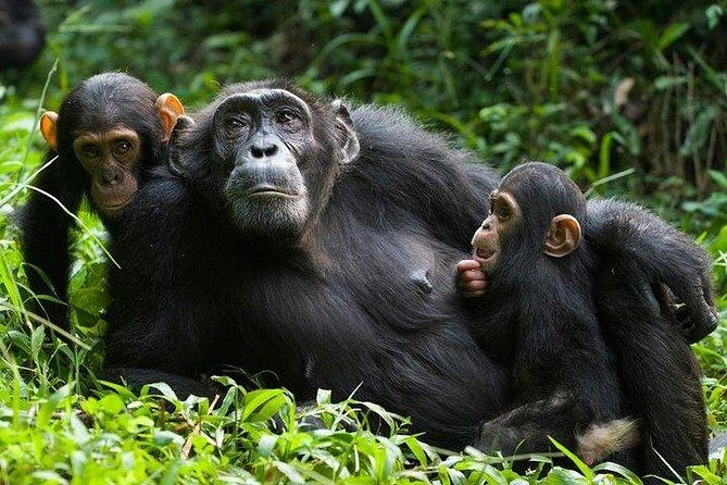 1 Day Kibale National Park - Kibale in one day: chimpanzee tracking plus a full primate checklist