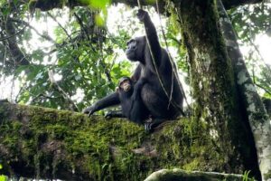 1 Day Kibale National Park - From Fort Portal pickup to the park: how your day typically moves
