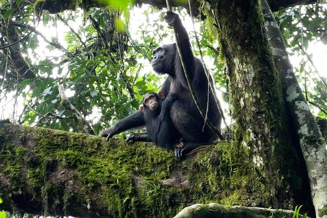 1 Day Kibale National Park - From Fort Portal pickup to the park: how your day typically moves