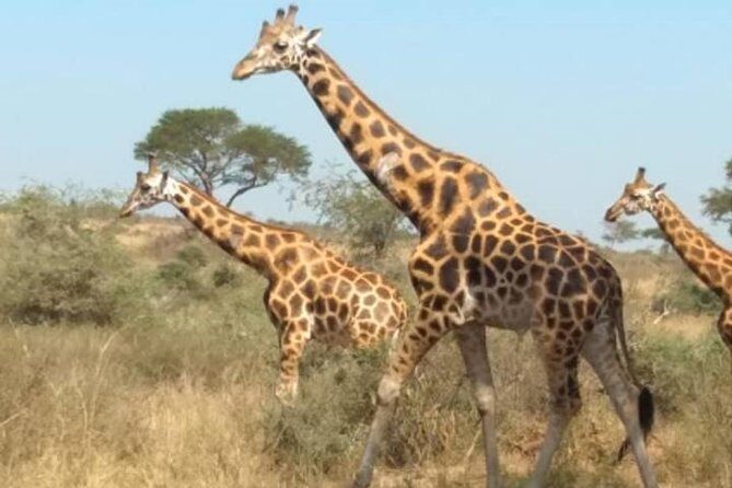 1 Day Lake Mburo National Park Short Safari from Kampala - Lake Mburo in One Day: Small Park, Real Animal Time