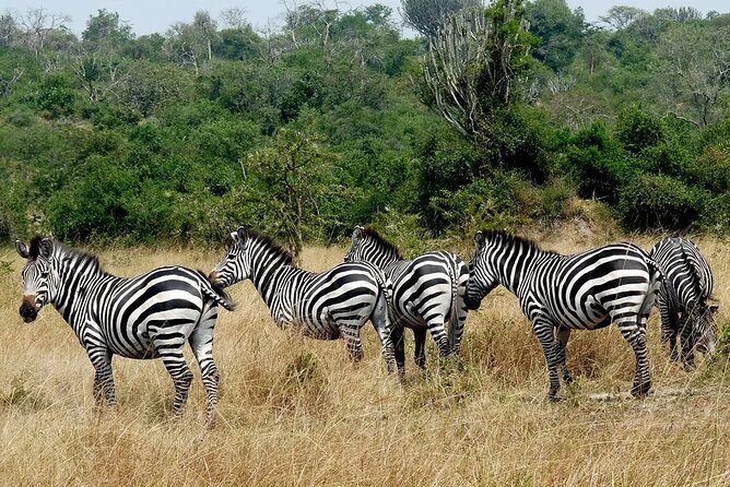 1 Day Lake Mburo National Park Short Safari from Kampala - Who This Safari Fits Best (And Who Might Want More Time)