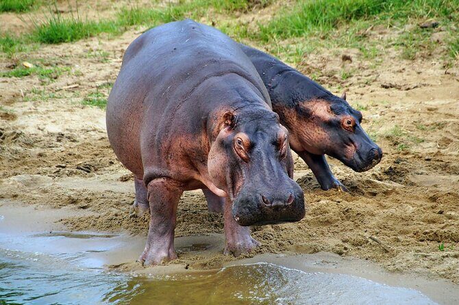 1 Day Lake Mburo National Park Short Safari from Kampala - Getting Value for $600: What’s Included and What That Means