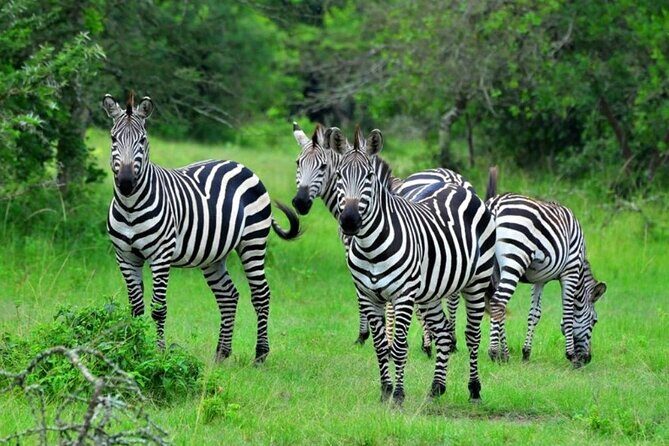 1 Day Lake Mburo Tour from Kampala - Arriving at Lake Mburo National Park: Game Drive First, Then the Real Variety