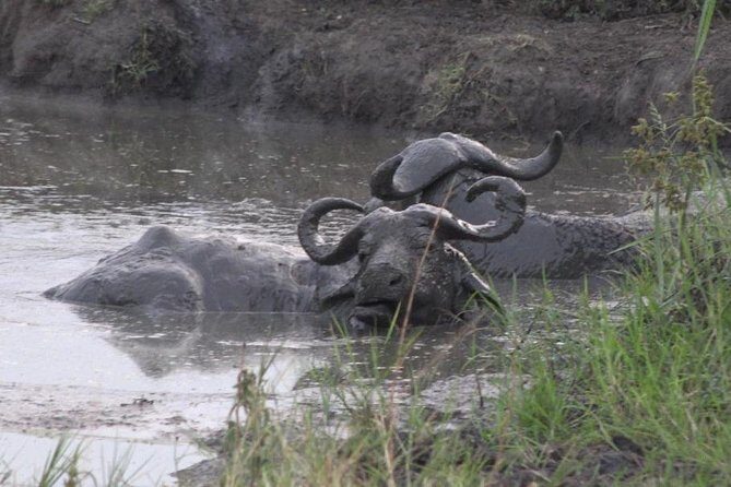 1 Day Lake Mburo Wildlife Safari - Key Highlights You’ll Feel on Day One