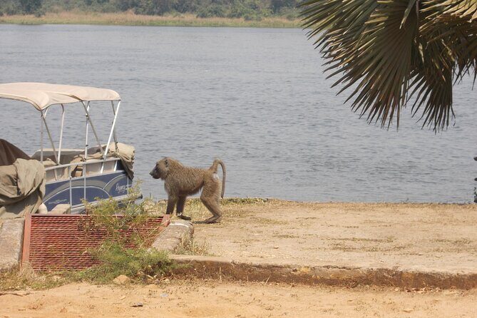 1 Day Lake Mburo Wildlife Safari - Lake Mburo Safari: Why This Park Works for a Short Trip