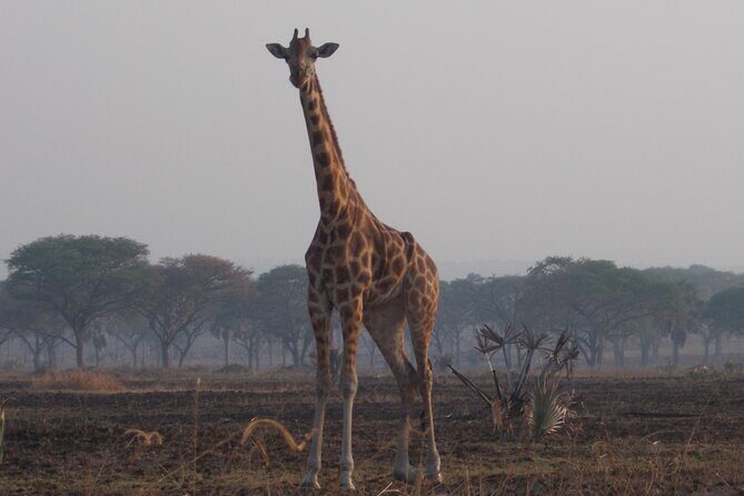 1 Day Lake Mburo Wildlife Safari - Entering Lake Mburo National Park: What Your Guide Is For