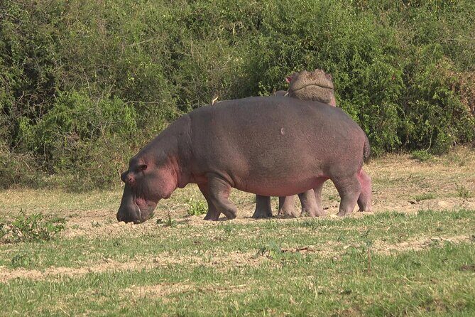 1 Day Lake Mburo Wildlife Safari - The Wildlife Checklist: Zebras, Elands, Giraffes, Buffaloes, and More