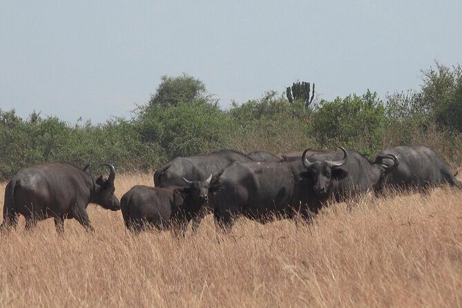 1 Day Lake Mburo Wildlife Safari - Birding at Lake Mburo: Rare Species Potential