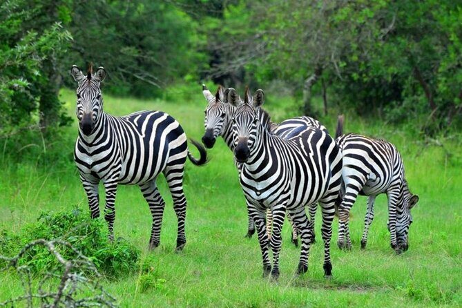 1 Day Lake Mburo Wildlife Safari - Pickup From Kampala and the 6:00 am Start