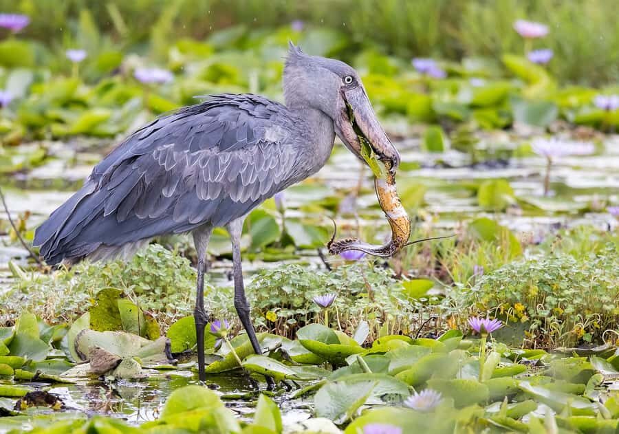 1-Day Mabamba Shoebill Birding Tour in Lake Victoria Entebbe - Key Things I’d Bet You’ll Care About