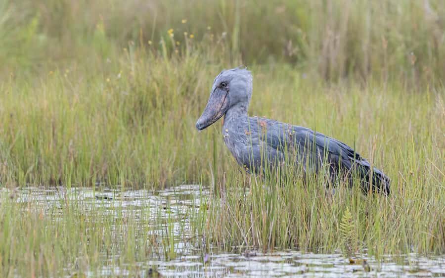 1-Day Mabamba Shoebill Birding Tour in Lake Victoria Entebbe - First Light in Entebbe: Pickup and the Easy Transfer to the Water
