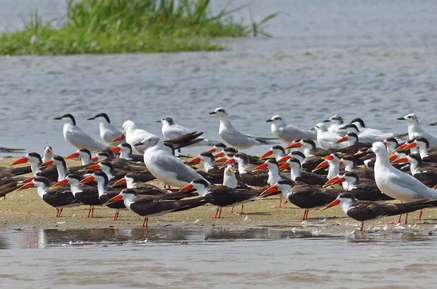 1-Day Mabamba Shoebill Birding Tour in Lake Victoria Entebbe - Price and Value: Is $165 Worth It?