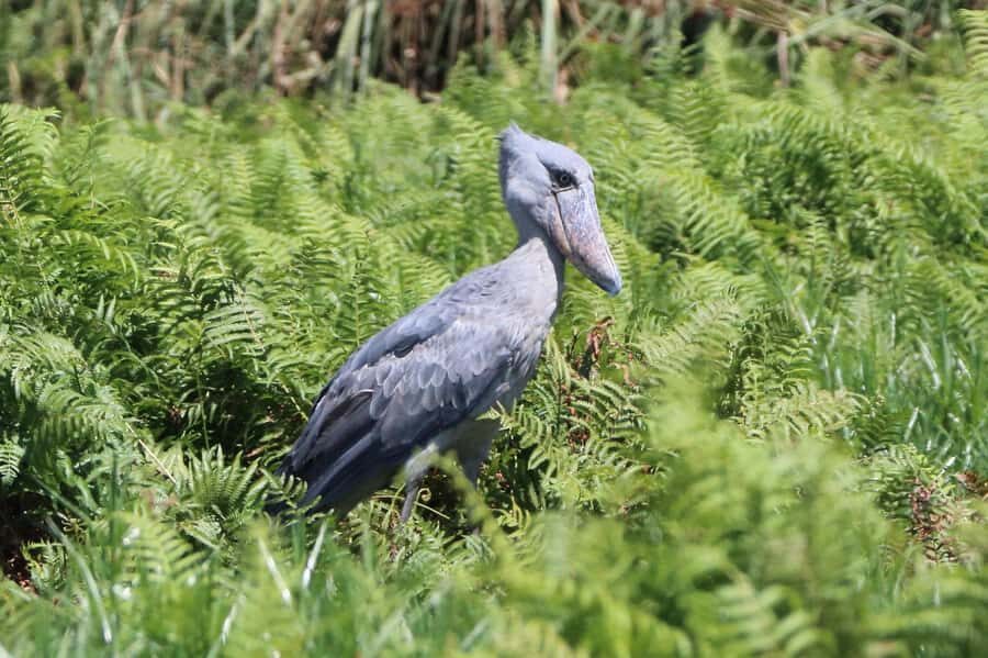 1-Day Mabamba Shoebill Birding Tour in Lake Victoria Entebbe - The Lake Victoria Boat Ride: Getting Oriented Before You Hit the Swamp