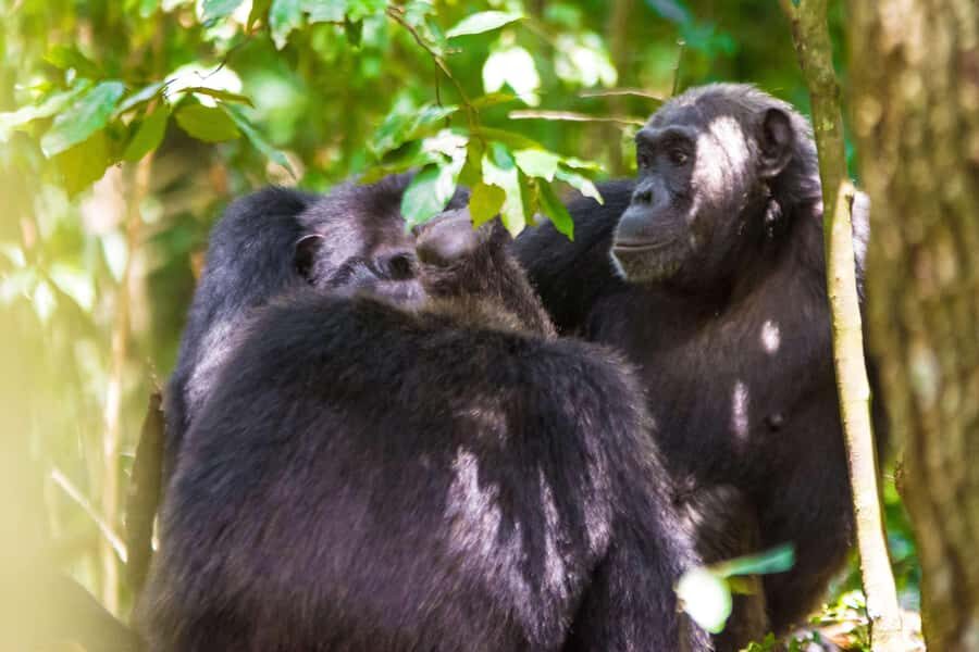 1-Day Ngamba Island chimpanzee tour - Arriving at Ngamba: visitor center orientation and why the chimps stay put