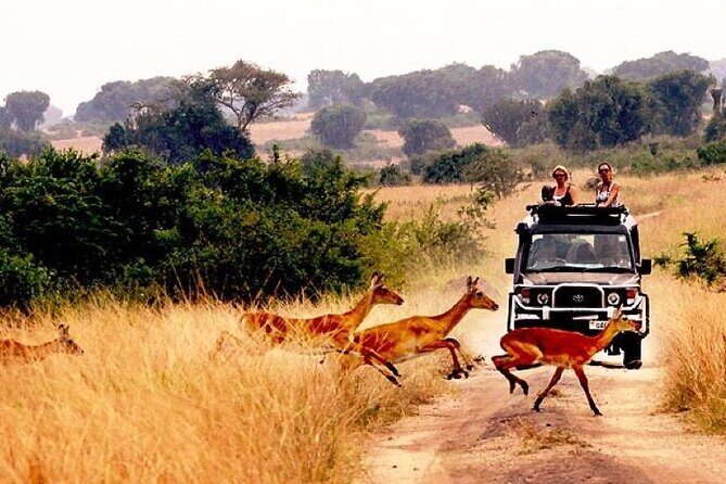 10-Day African Safari in Uganda from Kampala - Day 1 around Entebbe: Zika Forest Cottages and an easy start