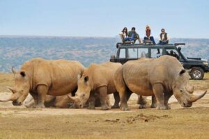 10-Day African Safari in Uganda from Kampala - Murchison Falls: Nile boat safari plus a full northern game drive (Days 2–3)