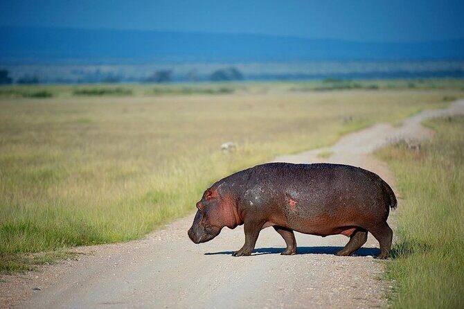 10-Day African Safari in Uganda from Kampala - Queen Elizabeth: dawn drives and Kazinga Channel hippo-viewing (Days 6–7)