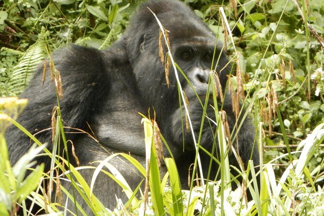 10 Day Best of Uganda Adventure Safari - Fort Portal and Bigodi: your first taste of Uganda’s wildlife side