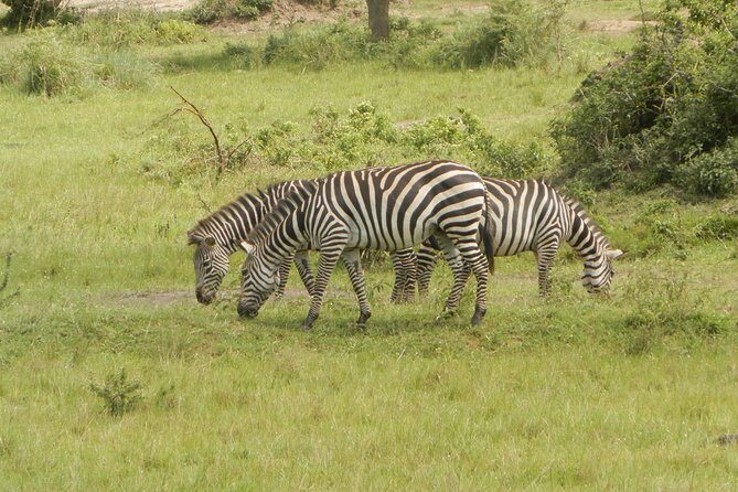 10 Day Best of Uganda Adventure Safari - Sunrise game drive and the Kazinga Channel boat cruise