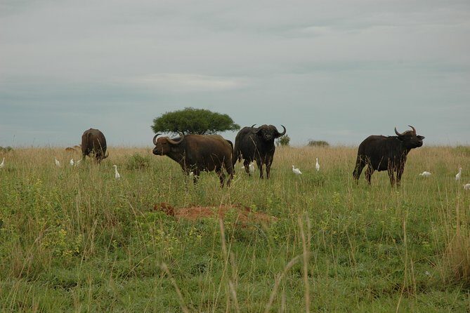 10 Day Best of Uganda Adventure Safari - Ishasha tree-climbing lions to Bwindi gorilla country