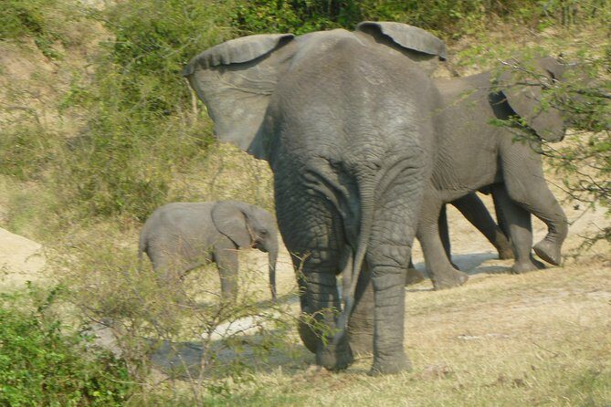 10 Day Best of Uganda Adventure Safari - Gorilla tracking day in Bwindi: what to expect from the format