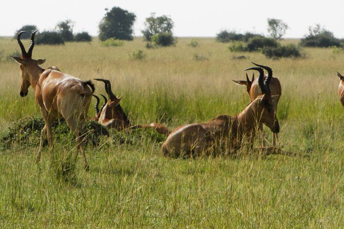 10 Day Best of Uganda Adventure Safari - Lake Mburo: where your safari slows down without going quiet