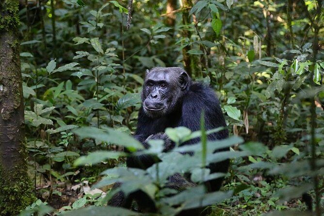 10 Day Best of Uganda Adventure Safari - Kibale chimp tracking plus the road to Queen Elizabeth